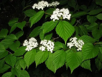 600 山採り　ミヤマガマズミ ミヤマガマズミの育て方・栽培方法