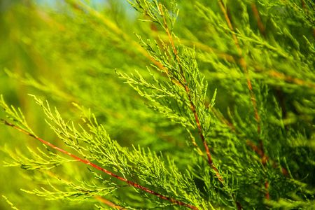 How to Grow and Care for Common juniper 'Repanda'