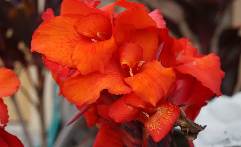 Canna lilies 'Red King Humbert'