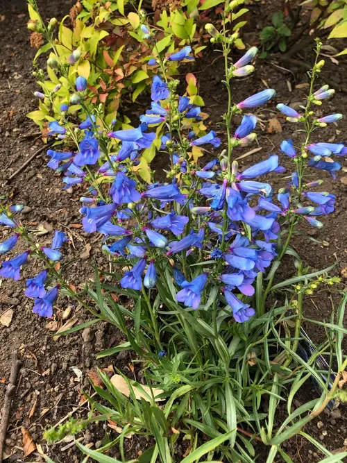 Foothill penstemon 'Blue Spring'
