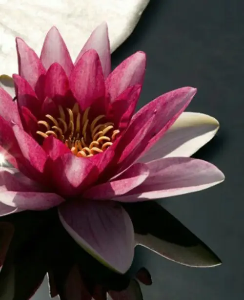 Nymphaea 'Almost Black' - PictureThis