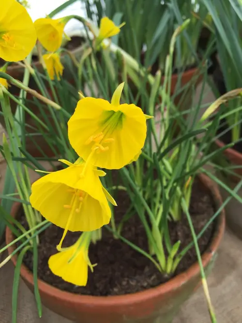Narcissus bulbocodium 'Golden Bells'