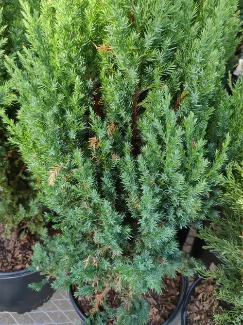 Juniperus chinensis 'Pyramidalis'