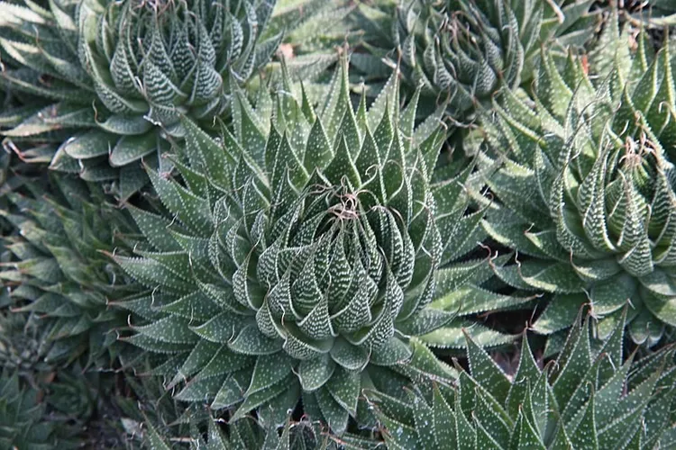 Guinea-fowl aloe - Aristaloe aristata (Care, Characteristics, Symbolism,  Images)
