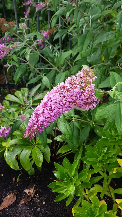 Butterfly bush 'Pink Delight'