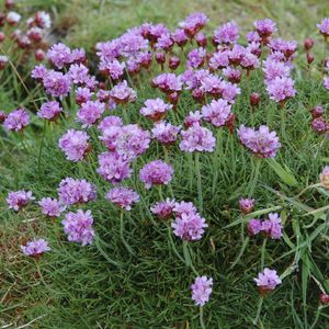 How to Grow and Care for Sea thrift