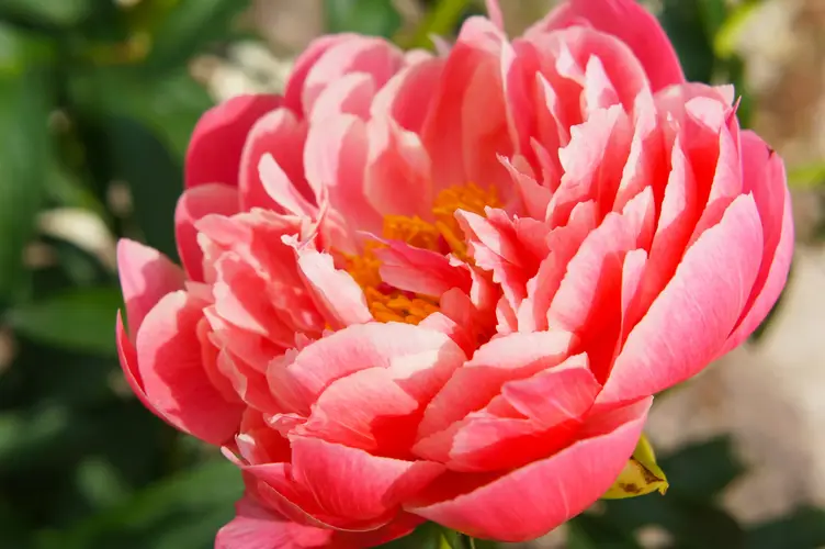 Chinese peony 'Coral Sunset'