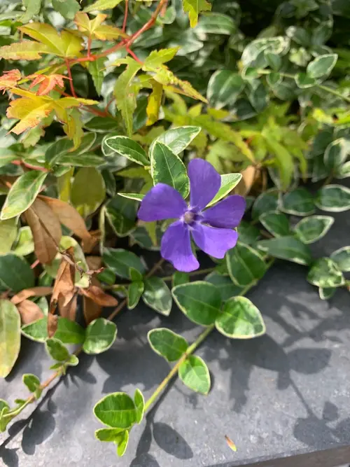 Common periwinkle 'Ralph Shugert'