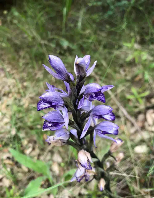 Violet birdsnest orchid