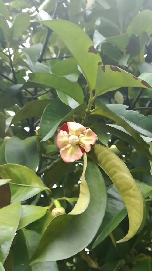 Mangostanbaum