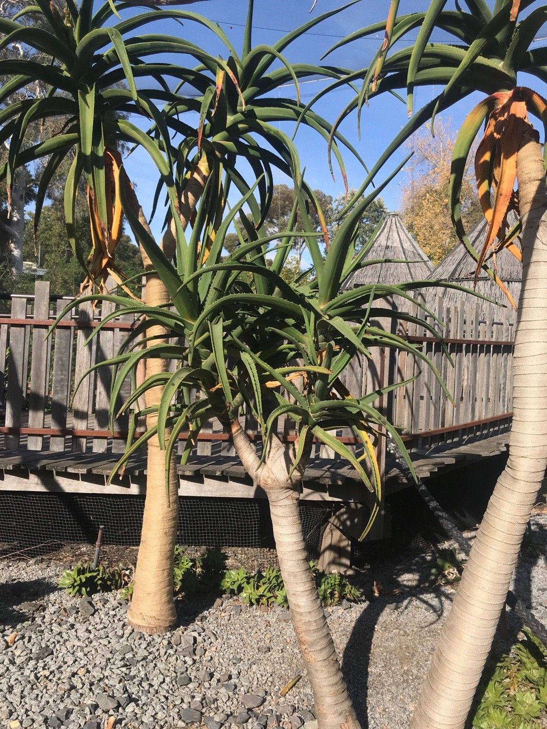 ◇BBP◇ アロエ ヘラクレス Aloe 'Hercules' ①