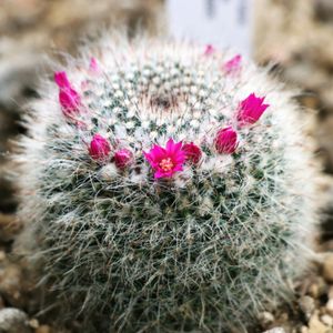 サボテン玉翁 タマオキナ大株20㎝