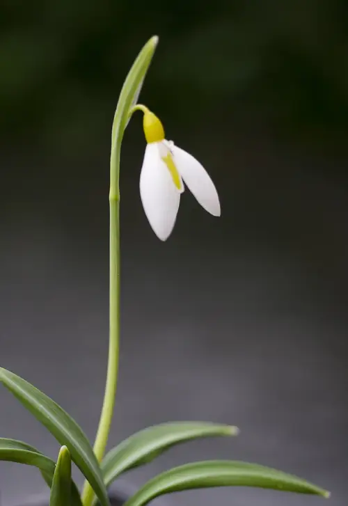Pleated snowdrop 'Wendy's Gold'