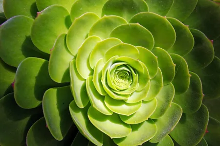 How to Grow and Care for Saucer plant