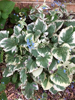 Wie man Groblttrige Kaukasusvergissmeinnicht 'Variegata' anbaut und pflegt