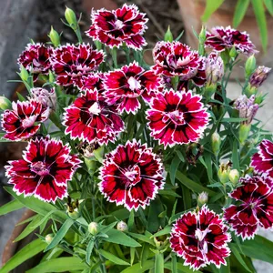 花 Cravina - Dianthus chinensis (Cuidado, Características, Flor, Imagens)