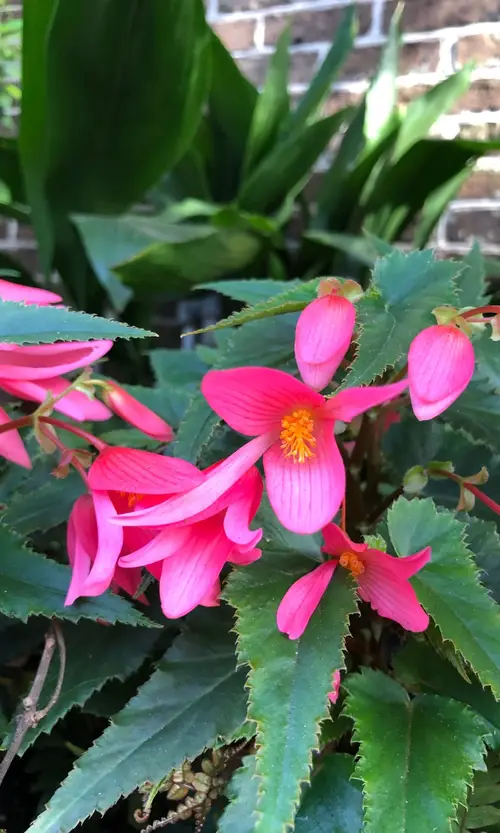Begonia 'Mistral Pink'