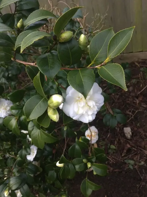 Camellia × williamsii 'E.T.R. Carlyon'
