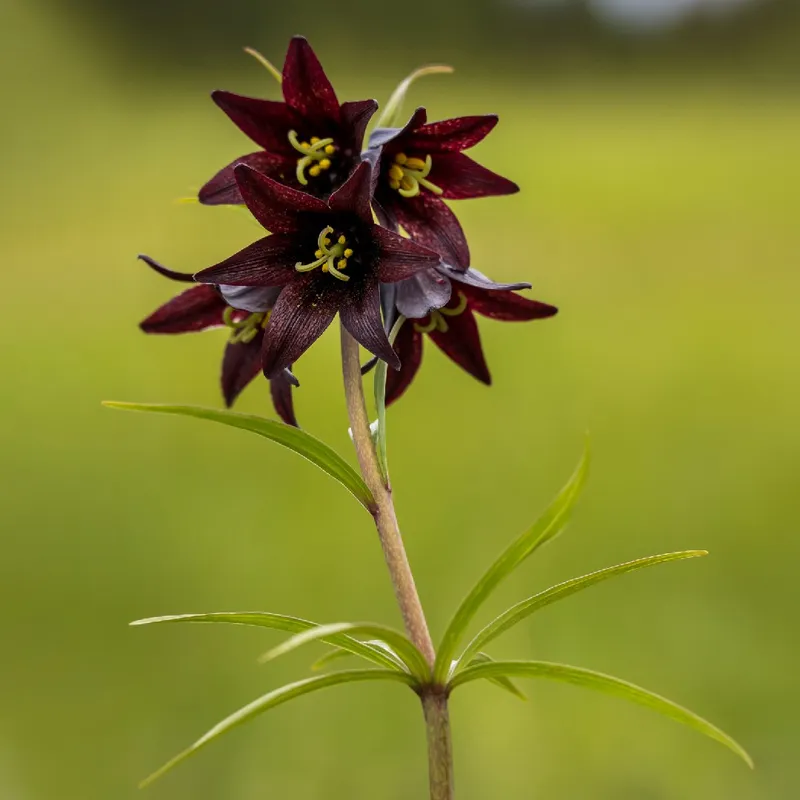 Discover the Amazing Benefits of Chocolate Lily: Nature's Hidden Gem