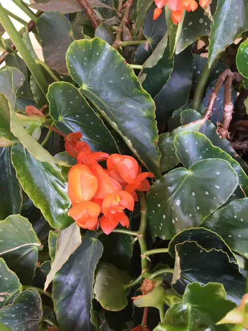 Begonias 'Orange Rubra'