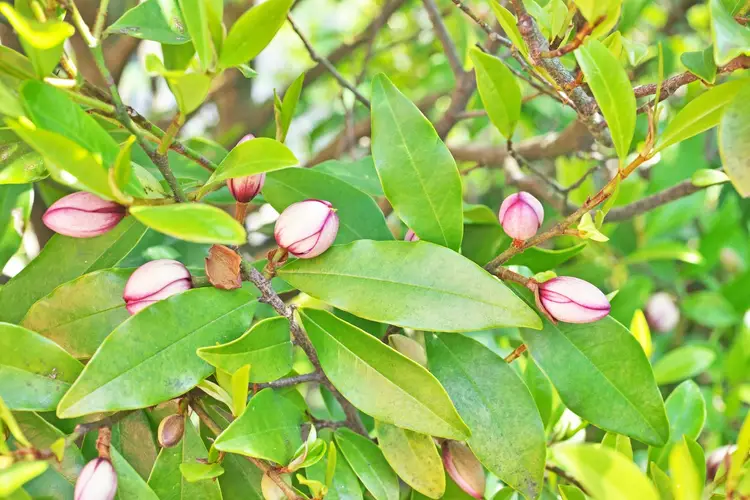 Magnolia foveolata