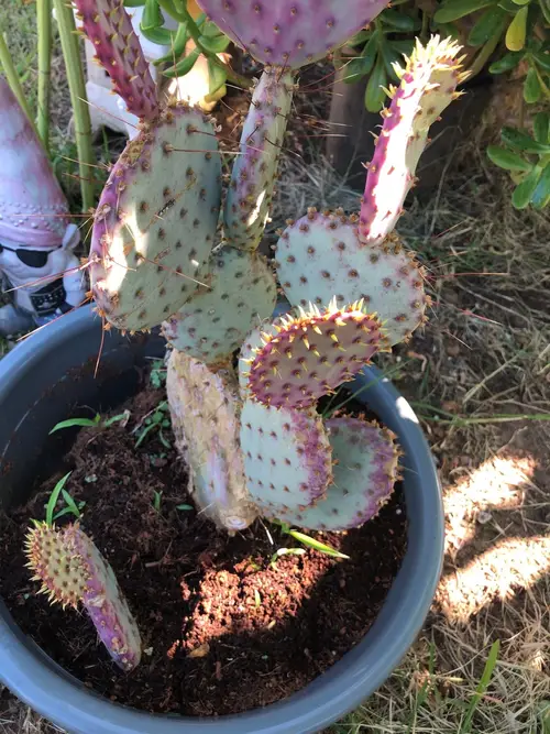 Beavertail cactus 'Baby Rita'