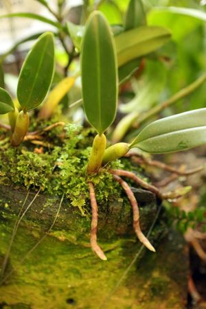 バルボフィラ　アンプロシア　子株 Bulbophyllum ambrosia - PictureThis