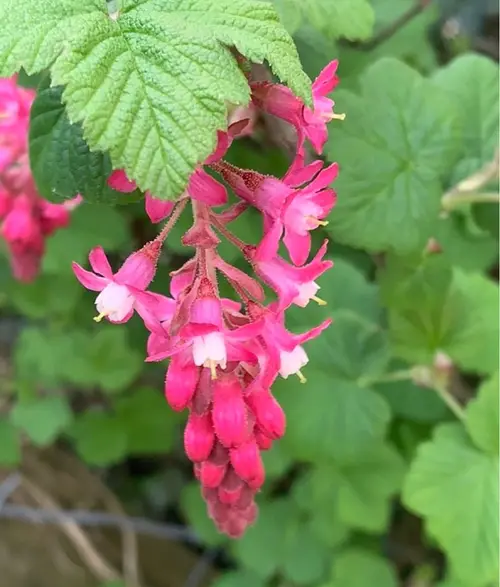 Red flowering currant 'King Edward VII'