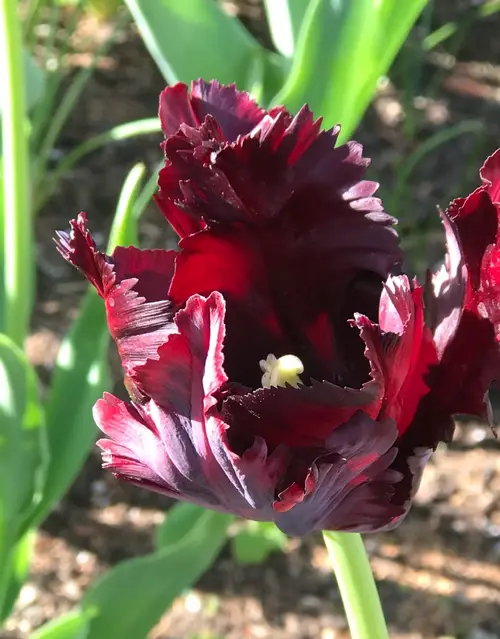 Tulips 'Black Parrot'