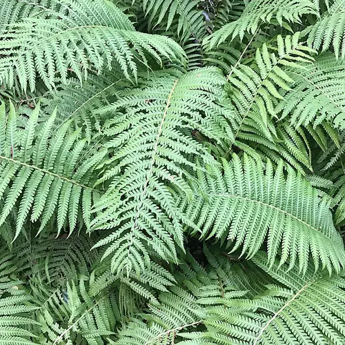 Kunth's maiden fern