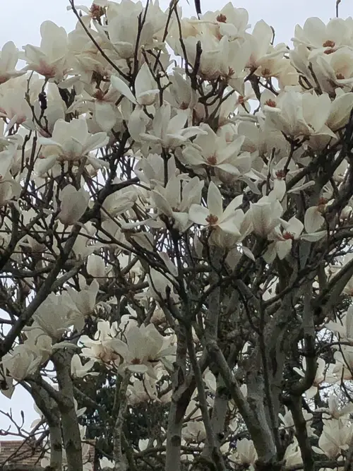 Magnolias 'Alba Superba'