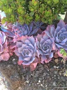 エケベリア・アフターグロウの育て方・栽培方法