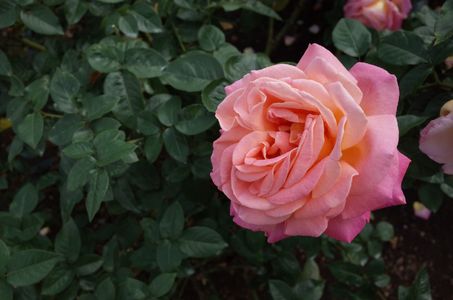 How to Grow and Care for Rose 'Chicago Peace'