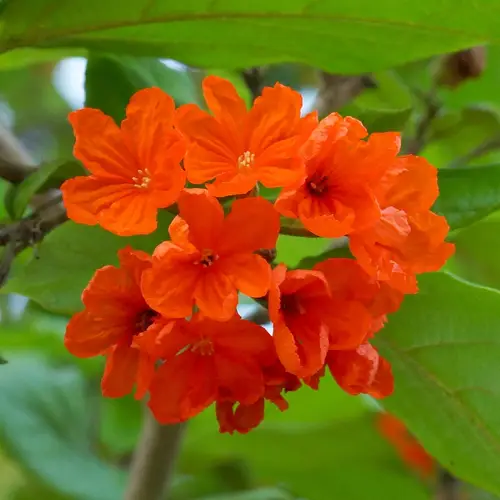 Córdia-de-flores-laranjas