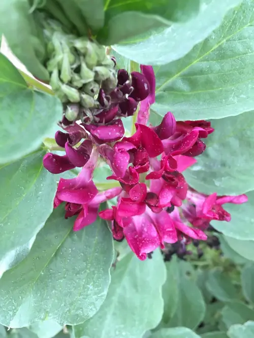 Fava bean 'Crimson Flowered'