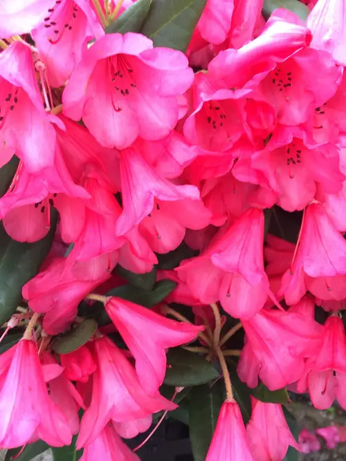 Rhododendron yakushimanum 'Winsome'