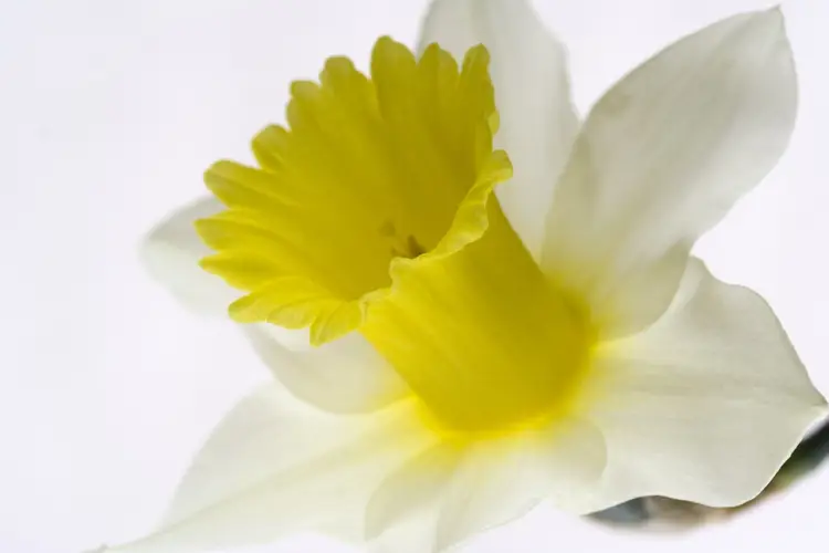 Daffodils 'Spring Dawn'