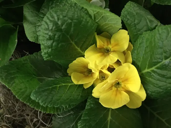 Common primrose