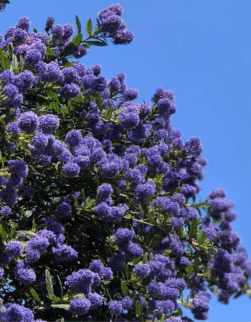 California lilacs 'Autumnal Blue'