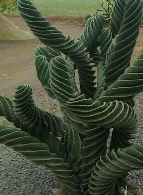 Sweetpotato cactus 'Spiralis'