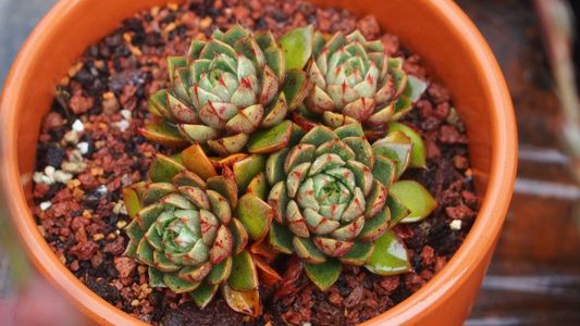 154242678052093956.jpeg?x-oss-