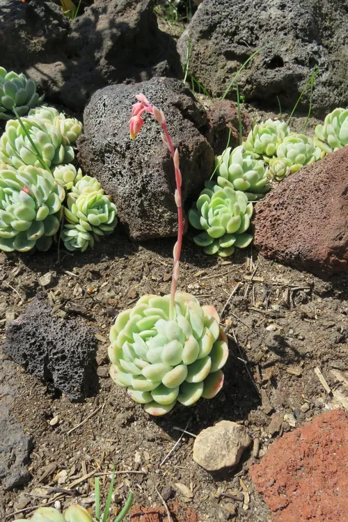 154243232102875174.jpeg?x-oss-