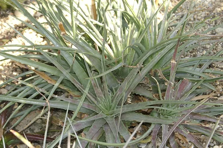 Hechtia glomerata - PictureThis