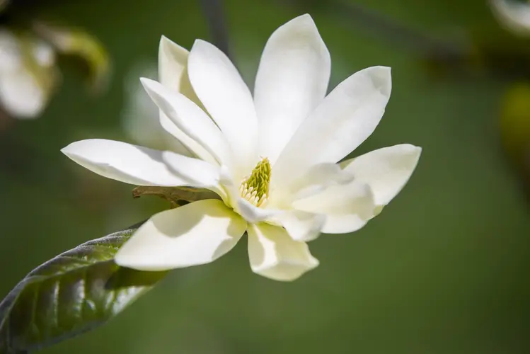 Magnolia stellata 'Gold Star'