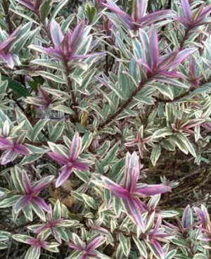 How to Grow and Care for Speedwells 'Frozen Flame'