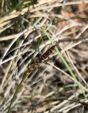 How to Grow and Care for Threadleaf sedge