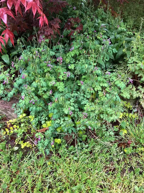 Corydalis anthriscifolia 'Blackberry Wine'
