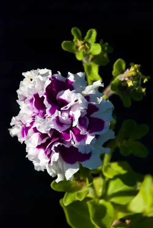 Petunia 'Purple Pirouette'