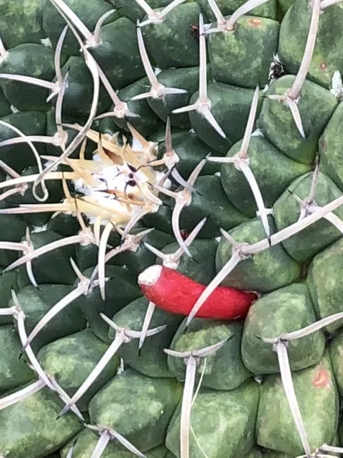 Mexican pincushion cactus (Mammillaria magnimamma) - PictureThis