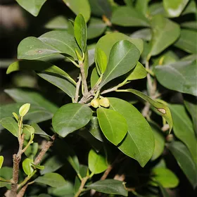 ガジュマル（榕樹）の判定方法 (Ficus microcarpa)